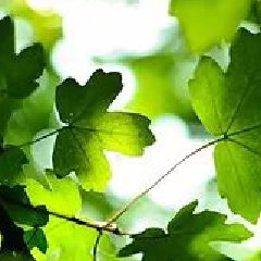 Image of green leaves